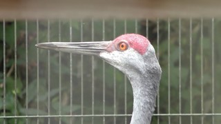 Sandhill Crane (Kagoshima City Hirakawa Zoological Park, Kagoshima, Japan) July 29, 2018