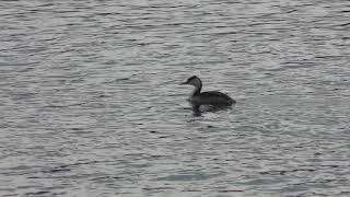 カンムリカイツブリ (東京港野鳥公園) 2018年12月2日