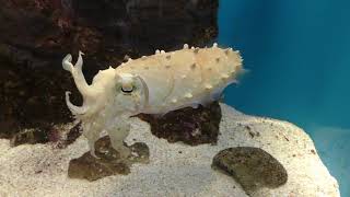 コブシメ (サンシャイン水族館) 2017年11月12日
