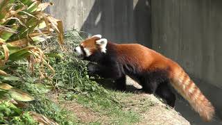 Lesser panda (Oji Zoo, Hyogo, Japan) September 16, 2018