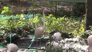 Greater Flamingo (GUNMA SAFARI PARK, Gunma, Japan) November 10, 2018