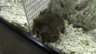 オオケブカガニ (エビとカニの水族館) 2018年12月26日