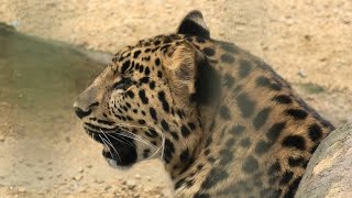 アムールヒョウ の『スク』 (神戸市立 王子動物園) 2020年8月4日