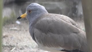Aviary (Kyoto City Zoo, Kyoto, Japan) January 26, 2019