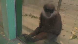 Purple-faced langur (Chiba Zoological Park, Chiba, Japan) December 10, 2018