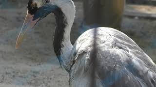 Common crane (Kurume Bird Center, Fukuoka, Japan) April 19, 2019