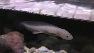 Axolotl (Asamushi Aquarium, Aomori, Japan) August 8, 2019