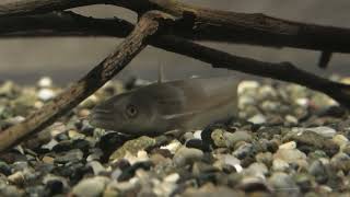 giant Lake Biwa catfish (Lake Biwa Museum, Shiga, Japan) October 7, 2021