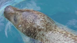 Three Spotted Seal (Shizuoka Municipal Nihondaira Zoo, Shizuoka, Japan) December 10, 2017
