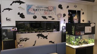 北里アクアリウムラボ (北里大学海洋生命科学部ミニ水族館) 2018年11月30日