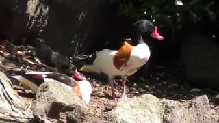 Common shelduck