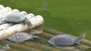 Yaeyama yellow pond turtle (Okinawa world, Okinawa, Japan) May 13, 2019