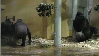 Gorilla family (Kyoto City Zoo, Kyoto, Japan) January 26, 2019