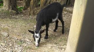 Goat (Okinawa Zoo & Museum, Okinawa, Japan) July 29, 2023