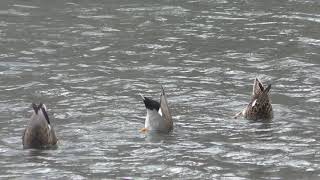 逆立ちするカモ (東京港野鳥公園) 2018年12月2日