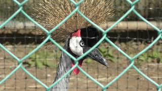 Grey crowned crane (Suzaka Zoo, Nagano, Japan) November 3, 2018