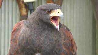 Harris's Hawk (Ostrich Kingdom Sodegaura Farm, Chiba, Japan) December 10, 2018