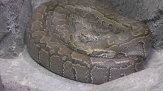 Rock python (Higashiyama Zoo and Botanical Gardens, Aichi, Japan) November 18, 2017