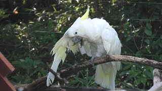 アオメキバタン (上野動物園) 2020年9月11日
