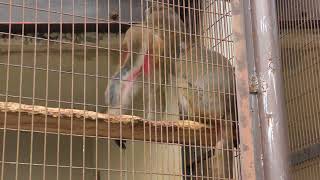 Formosan macaque (TOBE ZOOLOGICAL PARK OF EHIME PREF., Ehime, Japan) March 25, 2018