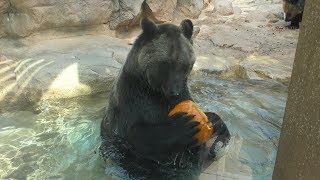 エゾヒグマ にハロウィンかぼちゃのプレゼント (王子動物園) 2019年10月27日