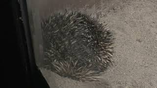 ハリモグラ (東山動植物園) 2021年7月22日