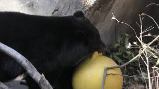 Asian black bear (Tokushima Zoo, Tokushima, Japan) March 2, 2019