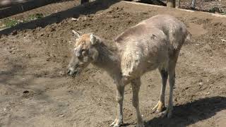 Pere David's deer (Akita city Omoriyama zoo, Akita, Japan) April 11, 2019