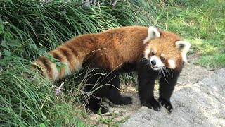 シセンレッサーパンダ の『ジャズ』 (神戸市立 王子動物園) 2020年8月4日