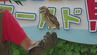 Burrowing Owl Bird show (Kakegawa Kachouen, Shizuoka, Japan) July 30, 2022
