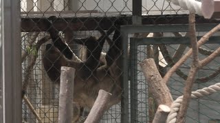 フタユビナマケモノ (埼玉県こども動物自然公園) 2020年9月15日