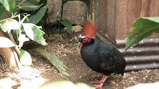 Crested Partridge (KOBE ANIMAL KINGDOM, Hyogo, Japan) April 23, 2021