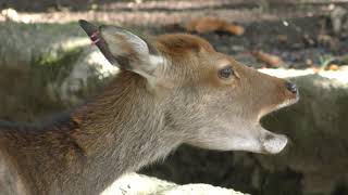 Sika deer yakushimae (Inokashira Park Zoo, Tokyo, Japan) September 9, 2018