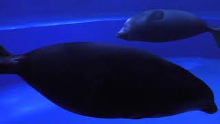 バイカルアザラシ (サンシャイン水族館) 2017年11月12日