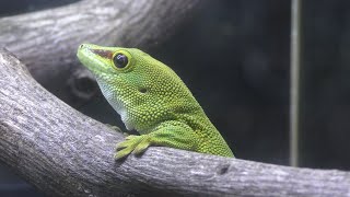 ジャングル館のヤモリたち (姫路セントラルパーク) 2019年10月23日