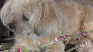 Lhasa apso