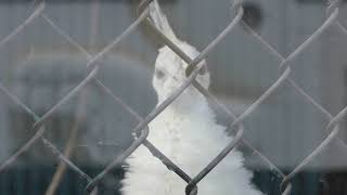 White peafowl (Nasu SafariPark, Tochigi, Japan) December 7, 2018