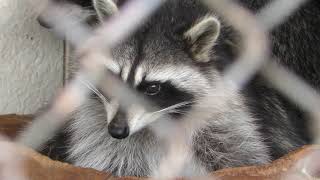 Common raccoon & Raccoon Dog (MISAKI KOEN Amusement Park, Osaka, Japan) December 24, 2018