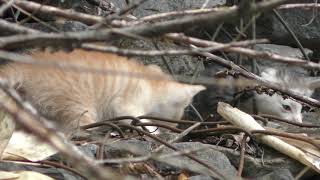 子猫 (北海道虻田郡ニセコ町) 2019年6月15日