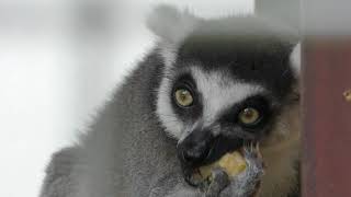 ワオキツネザル (智光山公園 こども動物園) 2018年7月22日