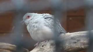 ウスユキバト と コールダック (愛宕山公園 動物広場) 2019年11月30日