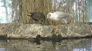 4 Waterfowl Feeding time (Lake Biwa Museum, Shiga, Japan) October 30, 2019