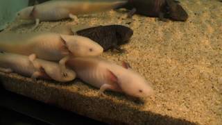 Axolotl (Miyajima Public Aquarium, Hiroshima, Japan) May 20, 2018