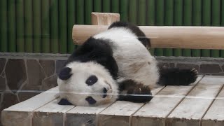 Giant panda (Oji Zoo, Hyogo, Japan) October 14, 2021