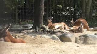 Red kangaroo (TOBE ZOOLOGICAL PARK OF EHIME PREF., Ehime, Japan) March 25, 2018