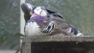 Mandarin duck (Inokashira Park Zoo, Tokyo, Japan) September 9, 2018