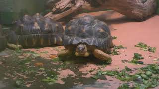 Radiated tortoise (Wanpark Kochi Animal Land, Kochi, Japan) March 24, 2018