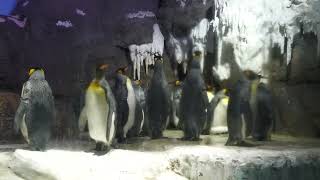 Penguin (Osaka Aquarium KAIYUKAN, Osaka, Japan) August 12, 2022