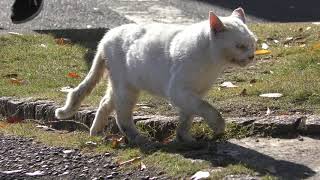 野良猫 (相模川ふれあい科学館付近) 2018年11月30日