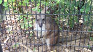 Parma wallaby (Toyohashi Zoo and Botanical Park, Aichi, Japan) August 5, 2017